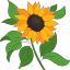 the-softest-sunflower