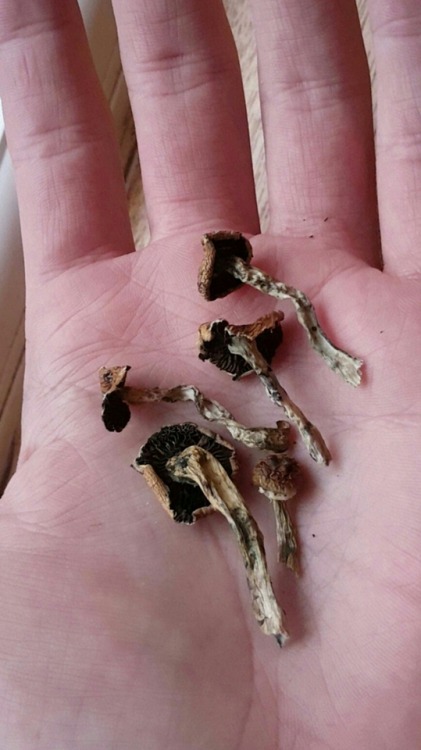 psilocybin cubensis