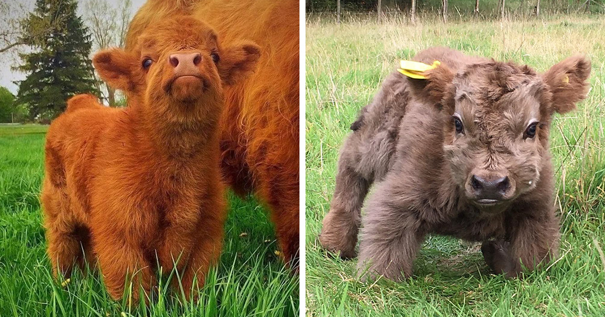 beercheesecasserole: Highland cattle calves are shorter than most, but still rock
