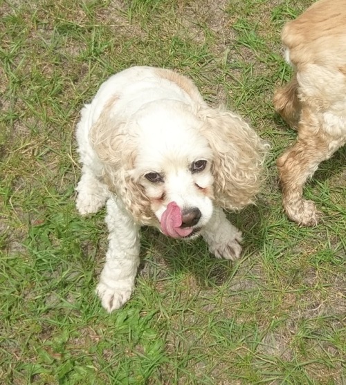 Good. Bad. I’m the Spaniel with the Mlem. I stopped at the gate. I did my part. Now I want tre