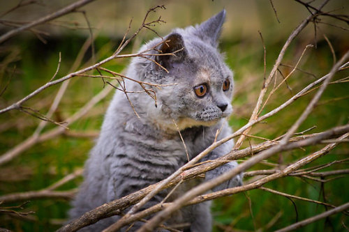 Cindy Lou - Selkirk Rex Kitten (via paullouis22)