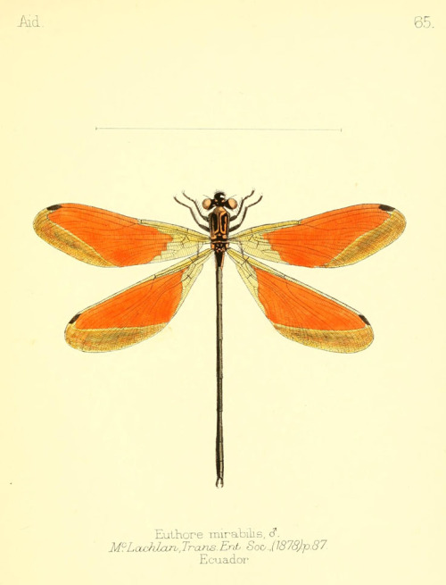 Dragonflies from “Aid to the identification of insects” by Charles Owen Waterhouse, V. 1, 1880-90. L