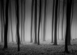 djabal: Mystic forest Gabor Koscso, 500px.com