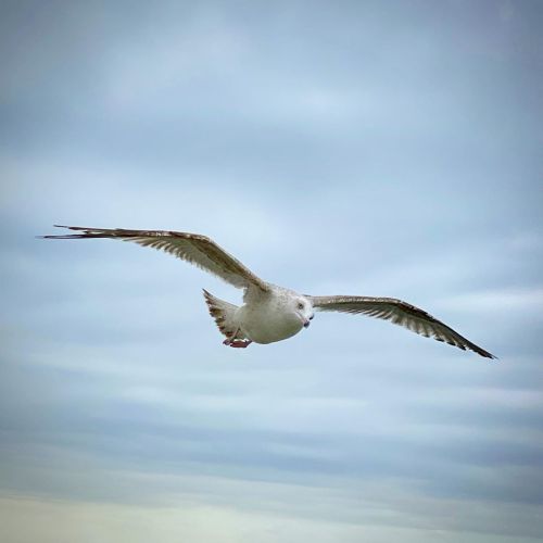 Seagull :: #seagull #seagulls #seagullsofinstagram #sea #nature #naturephotography #trip #naturephot