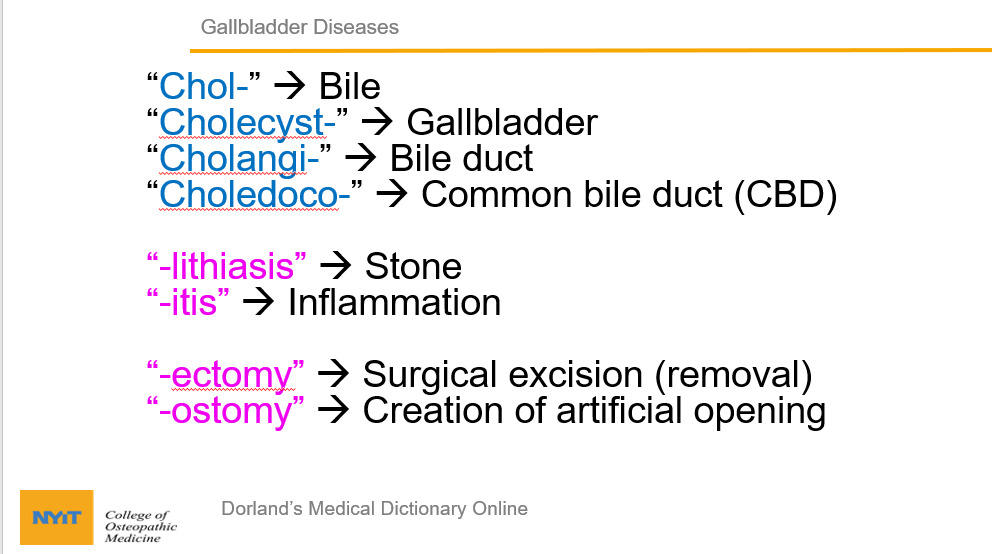 How to Pronounce Pleximeter 