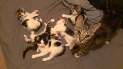 cuteanimalspics:  My friends cat had kittens!!