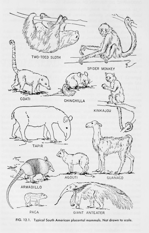 nemfrog:Typical South American placental mammals. Introduction to evolution. 1962.Internet Archive