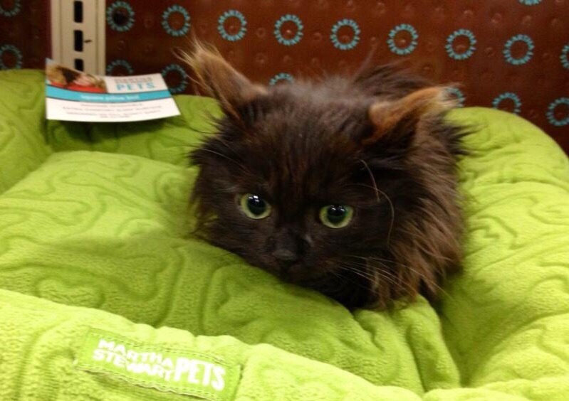 worldofthecutestcuties:  Itty Bitty the Rescued Kitty picking out his new bed at