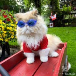 catsofinstagram:  From @Morris_the_persian_cat: