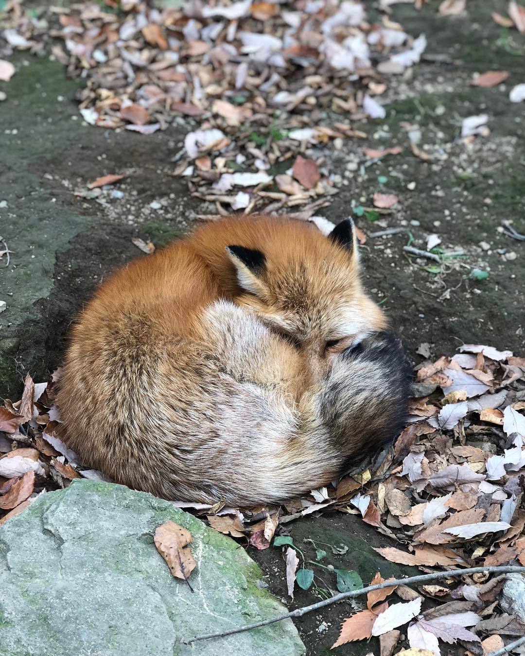 everythingfox:  Miyagi Zao Fox Village📷: Zoe Pasco