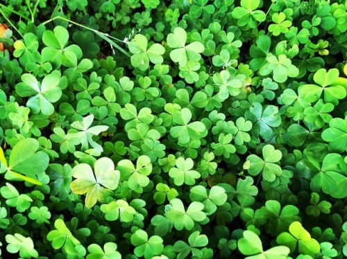 Green. Spring 2018 (at Hacienda Pèrez-Garcia)