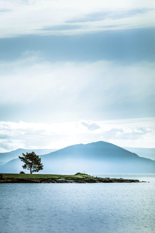 tearingdowndoors:  Lake Tree | ►CubaGallery 