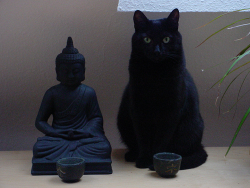 beingsadhu:  &ldquo;I have lived with several Zen masters — all of them cats&rdquo; ~ Eckhart Tolle   -|Pale.