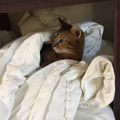 He loves to burrow under the covers and he can even tuck himself in.