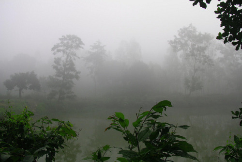 cat-nymph:Romantic Mist-4 [ সপ্নিল কুয়াশা A holy Water massed up the Mist ] by *HamimCHOWDHURY* [On