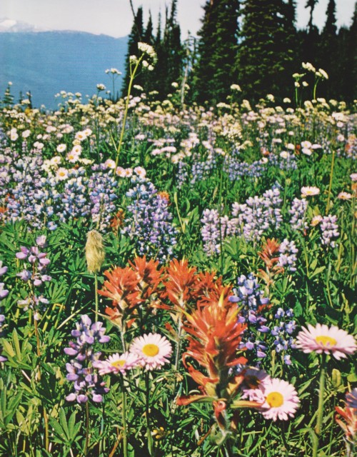 retrospectia:From Wilderness Canada, 1970