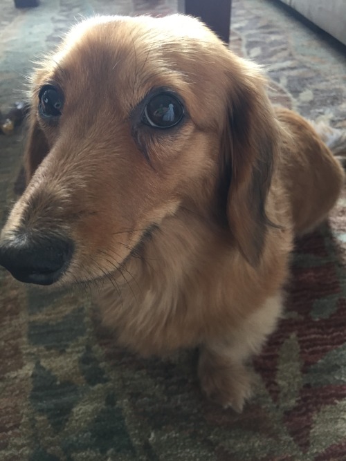 pancakethedoxie:Those eyes. They slay me. Every. Single. Damned. Time.