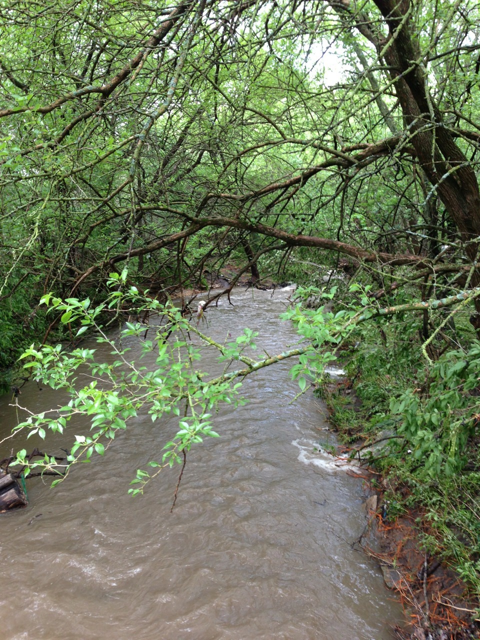 corsmos:  northerncubmn:  sleepswithteddy:  We got a lot of rain. The river by us