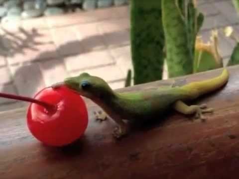 geckopaws:  an important image genre: day geckos licking things 