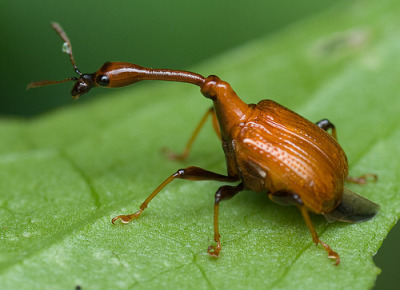 inspect-my-insect:  herbertwestapologist:  i love how female and male giraffe weevils