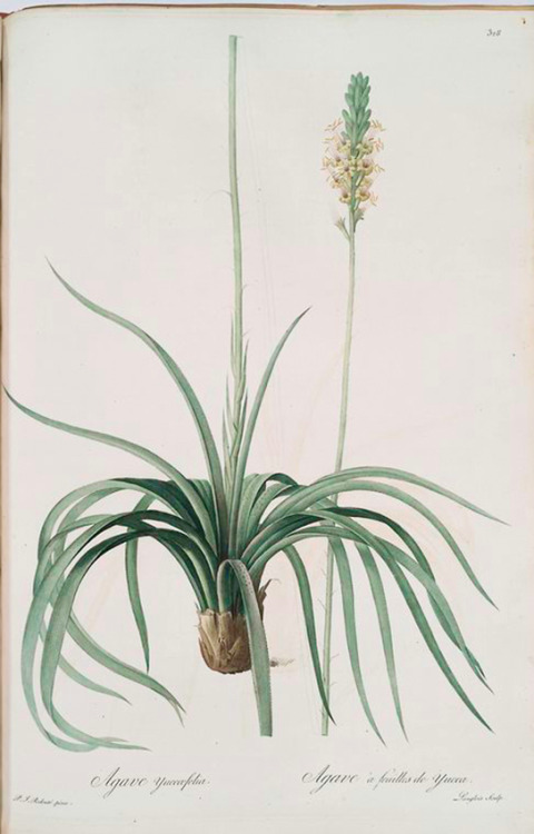 tangledwing:Agave yuccaefolia. Both illustrations by Pierre Joseph Redouté, 1759-1840.