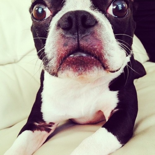 Fan crush Friday. Thanks @sw33t_t00f for the ❤️ #bostonterrier #bostonterriers