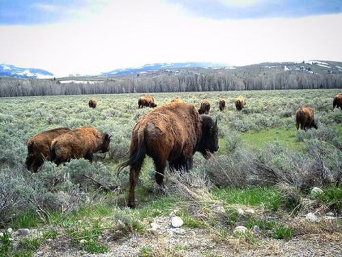 indefenseofplants: Bison. #wyoming #bison #nature #nature_obsession #wherethebuffaloroam #hiking #mo