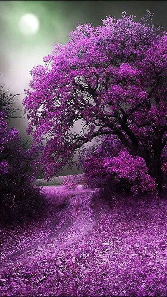 janetmillslove:Beautiful tree moment love