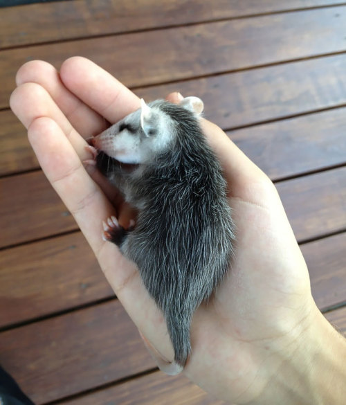 boredpanda:    Awesome Possums And Opossums   