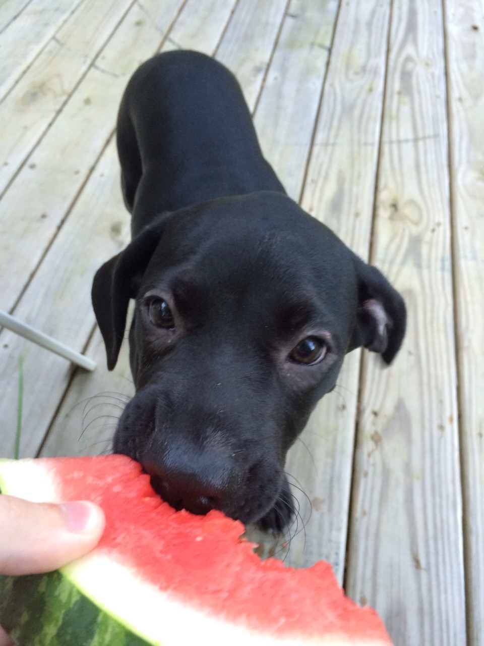 babybluesuv:  royonfire:  I present to you a puppy eating watermelon.  I can’t
