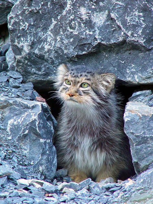 mysticalgalaxysalad: somecutething: Pallas’s Cat, also called Manul are cats about the same si