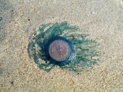 astronomy-to-zoology:Blue Button (Porpita porpita)…a species of colonial porpitid hydrozoans 