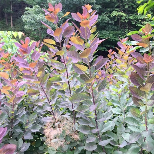 Cotinus “Grace” is an awesome foliage plant. Its bold foliage and interesting coloration makes a gre
