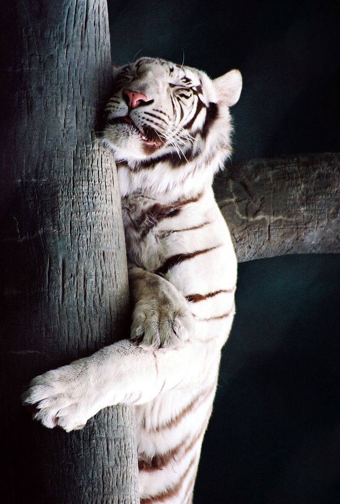 0rient-express:  sleepytiger | by Heather Rasmussen.