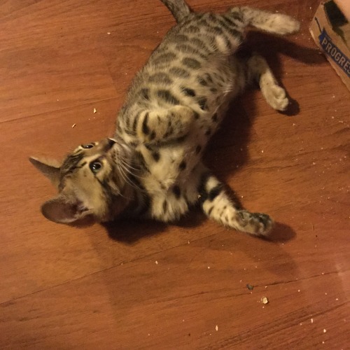 finn-the-bombay