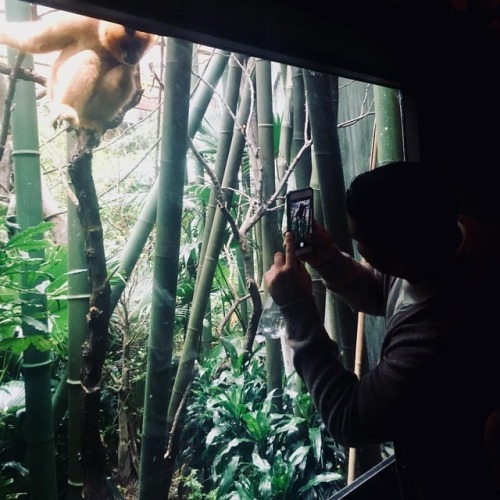 A female white-cheeked #gibbon investigates her adoring public at the #bronx zoo. True #brachiators 