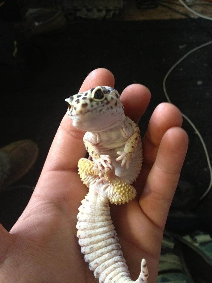 pvinkillv:  pussylipgloss:  this guys hand is so weird or is it just me  How so cute