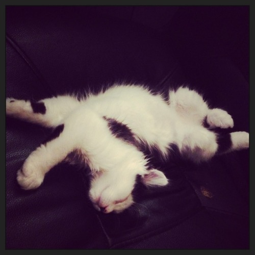 theoreocat:Bellies ❤️