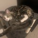 catasters: