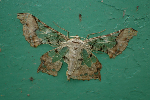 onenicebugperday:Skeleton leaf moth,Krananda lucidaria, GeometridaeFound in Western and Southern Chi