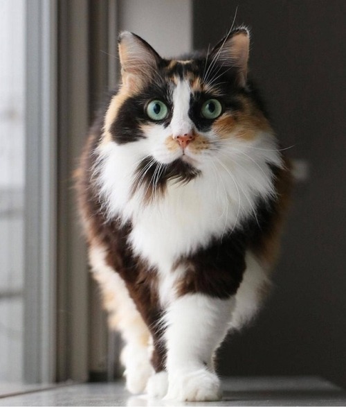 catsoverloaded:Beauty�