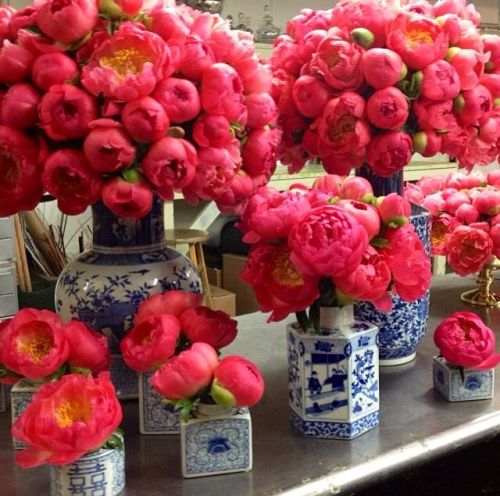 thefoodogatemyhomework:Blue and white porcelain filled to the brim with hottest pink peonies. 