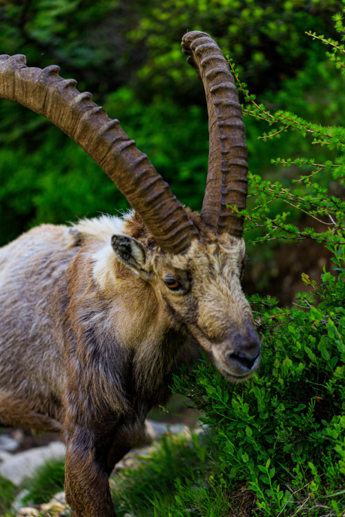 Alpine Ibex 1-5/? - Tour du Mont Blanc, June 2019photo by nature-hiking