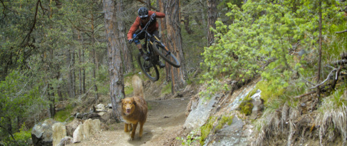 strange-measure: Trail Dog Lovers Will Adore This