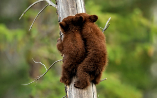 gentlemanfisherman:Beautiful Cubs By: Don Johnson.