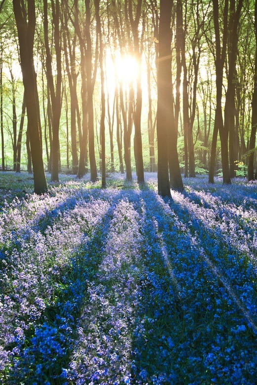 0rient-express:  Micheldever Wood Bluebells | by Mathew Roberts | Website. 