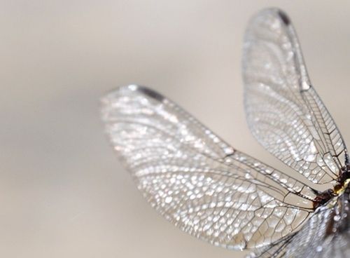 themagicfarawayttree:wings