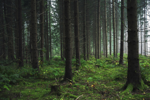 And into the forest I go, to lose my mind and find my soul by Josefine Karlsson