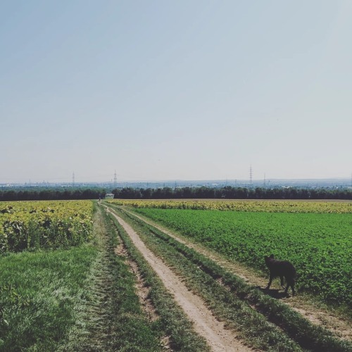 neurotichunter: Nice little trip today with a good friend. #dogs #dogsofinstagram #croatiansheepdog 