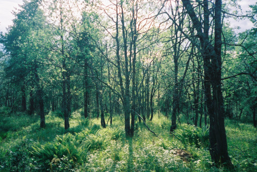 hilltopfoxes: Forest in the beginning of the century (by Everything is everything)